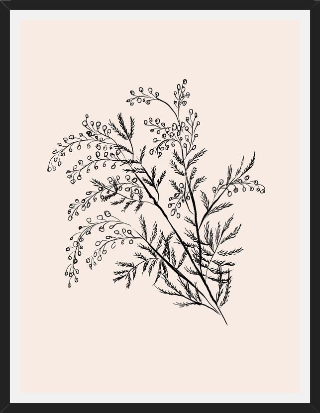 Cuadro Acacia Branch Drawing