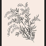 Cuadro Acacia Branch Drawing