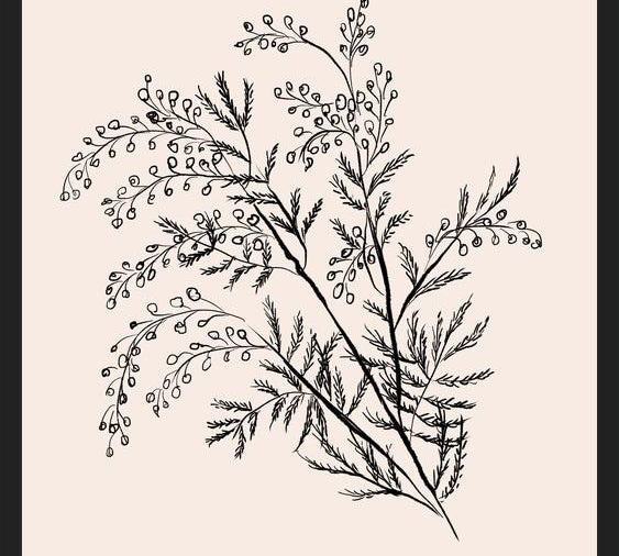 Cuadro Acacia Branch Drawing