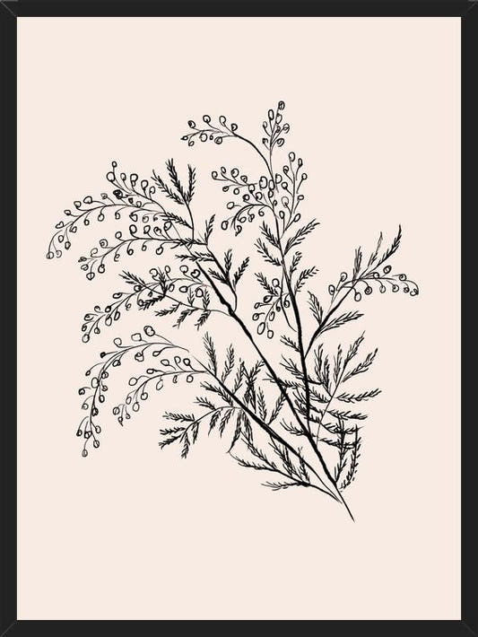 Cuadro Acacia Branch Drawing