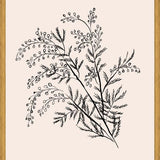 Cuadro Acacia Branch Drawing