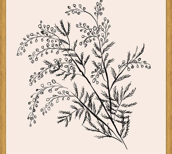 Cuadro Acacia Branch Drawing