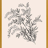 Cuadro Acacia Branch Drawing
