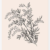 Cuadro Acacia Branch Drawing