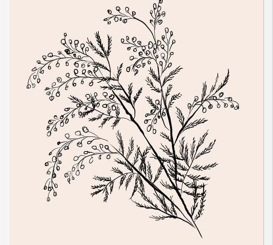 Cuadro Acacia Branch Drawing