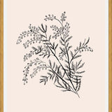 Cuadro Acacia Branch Drawing