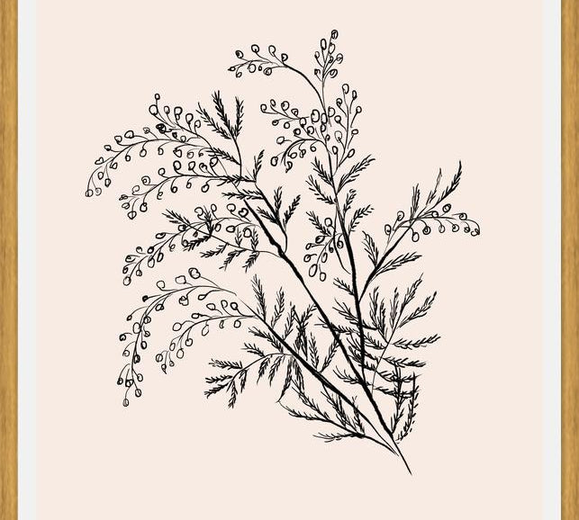 Cuadro Acacia Branch Drawing