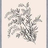Cuadro Acacia Branch Drawing