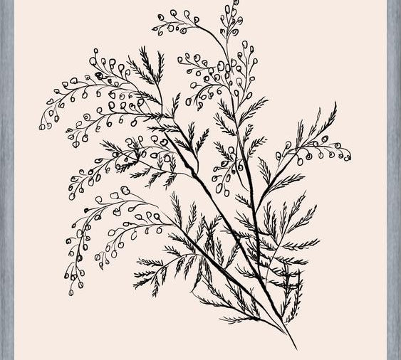 Cuadro Acacia Branch Drawing