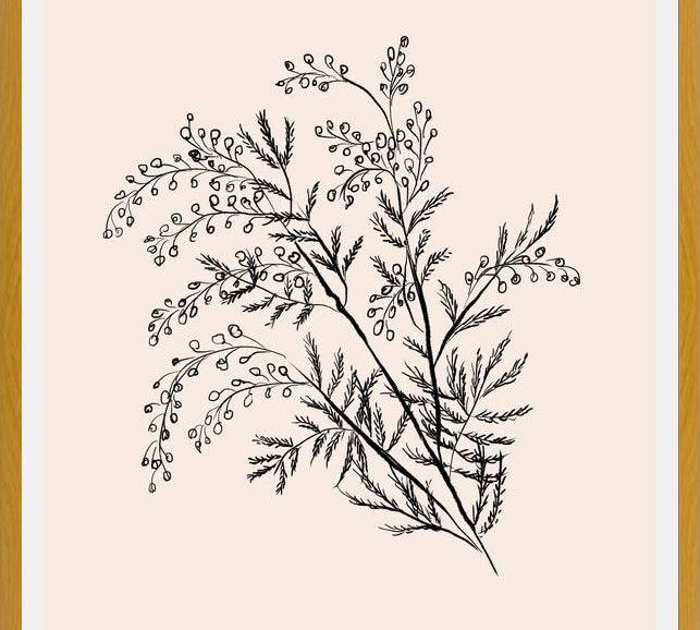Cuadro Acacia Branch Drawing