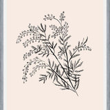 Cuadro Acacia Branch Drawing