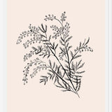 Cuadro Acacia Branch Drawing