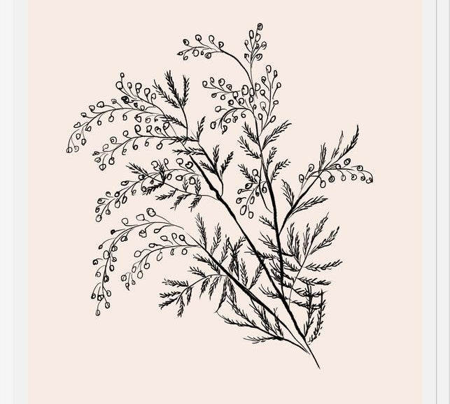 Cuadro Acacia Branch Drawing