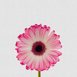 Canvas Daisy Still Life