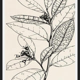 Cuadro MINIMAL LEAVES - 01 NUDE
