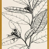Cuadro MINIMAL LEAVES - 01 NUDE