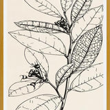 Cuadro MINIMAL LEAVES - 01 NUDE