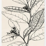 Cuadro MINIMAL LEAVES - 01 NUDE