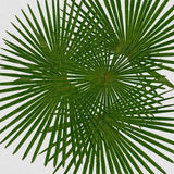 Canvas Fan Palm