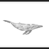 Cuadro Ballena Jorobada Chilena 1