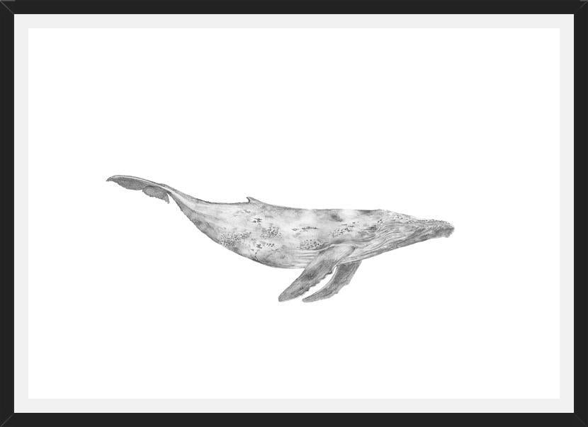 Cuadro Ballena Jorobada Chilena 1