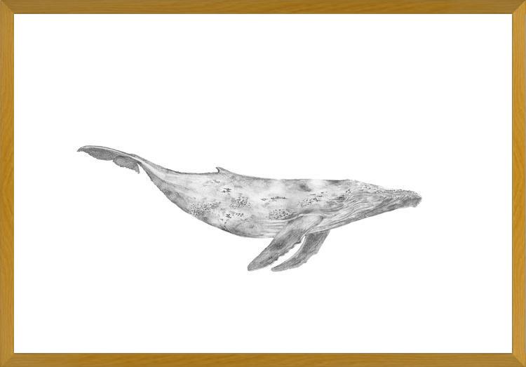 Cuadro Ballena Jorobada Chilena 1