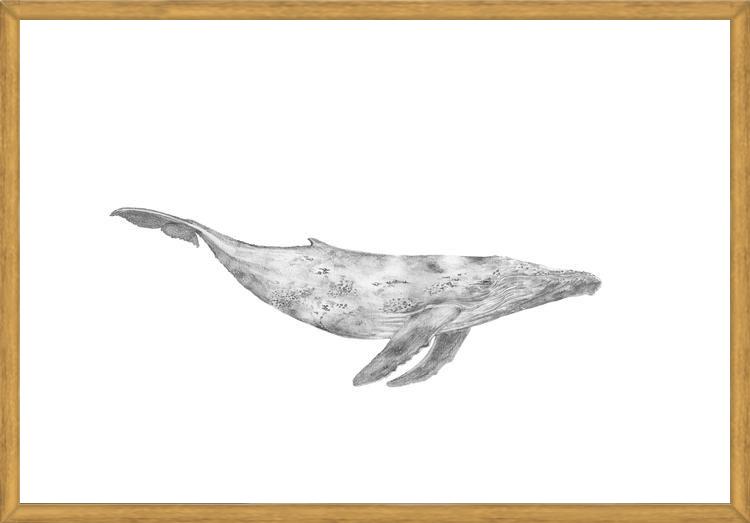 Cuadro Ballena Jorobada Chilena 1