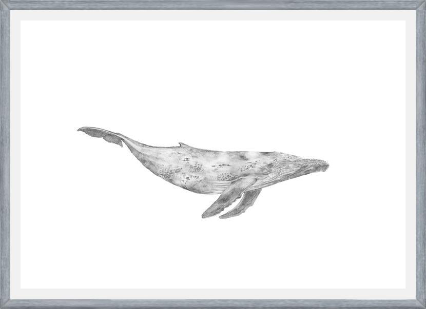 Cuadro Ballena Jorobada Chilena 1