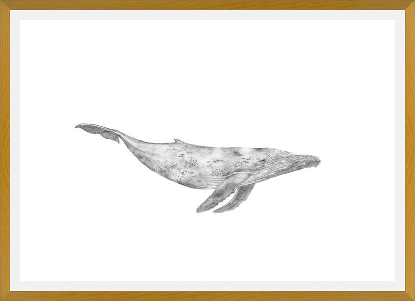 Cuadro Ballena Jorobada Chilena 1