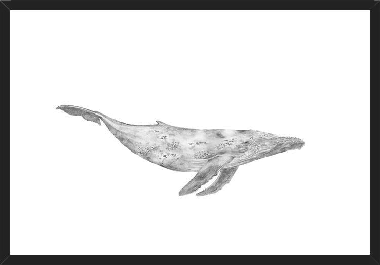 Cuadro Ballena Jorobada Chilena 1