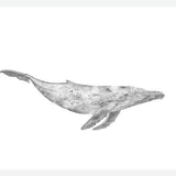 Cuadro Ballena Jorobada Chilena 1