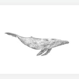 Cuadro Ballena Jorobada Chilena 1