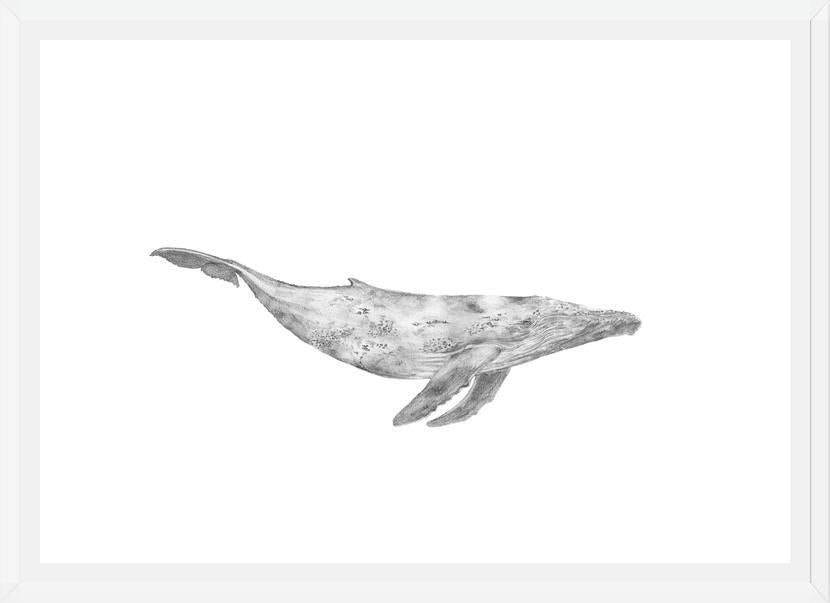 Cuadro Ballena Jorobada Chilena 1