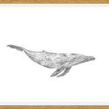 Cuadro Ballena Jorobada Chilena 1