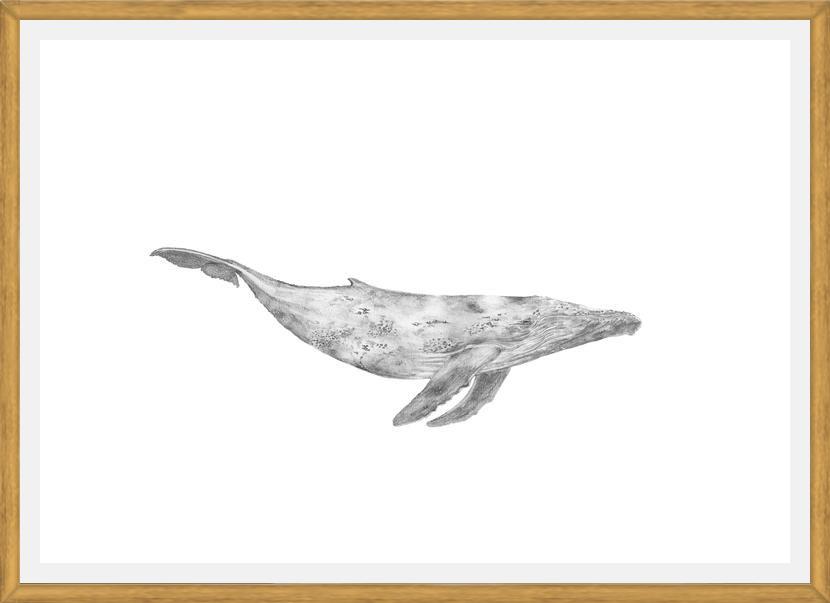 Cuadro Ballena Jorobada Chilena 1