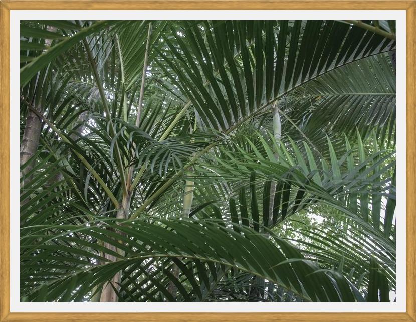 Cuadro Nature Mood IV