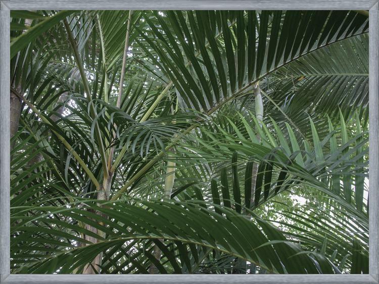 Cuadro Nature Mood IV