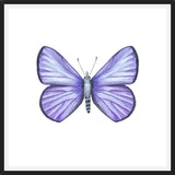 Cuadro Mariposa Licena del Tamarugal
