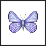 Cuadro Mariposa Licena del Tamarugal