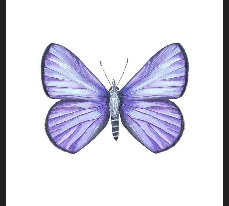 Cuadro Mariposa Licena del Tamarugal