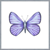 Cuadro Mariposa Licena del Tamarugal