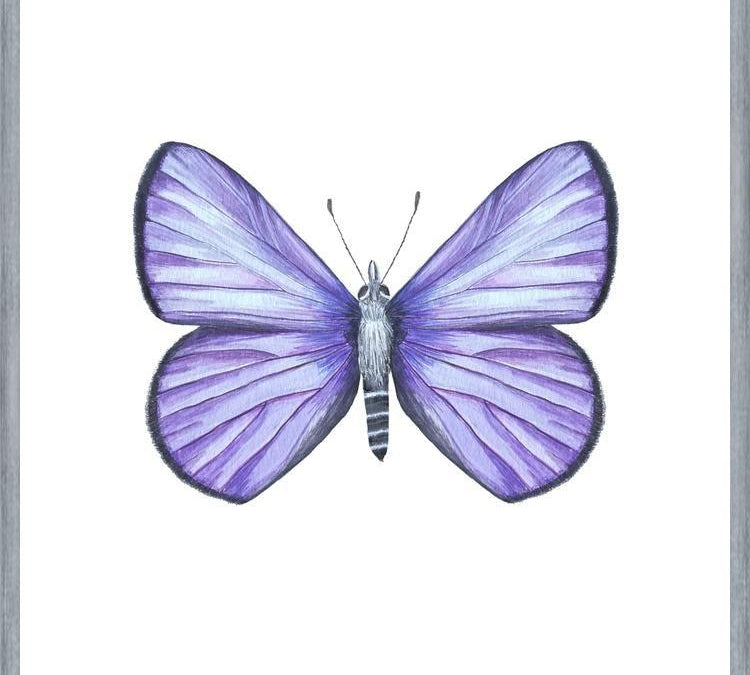 Cuadro Mariposa Licena del Tamarugal