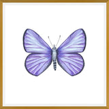 Cuadro Mariposa Licena del Tamarugal