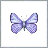 Cuadro Mariposa Licena del Tamarugal