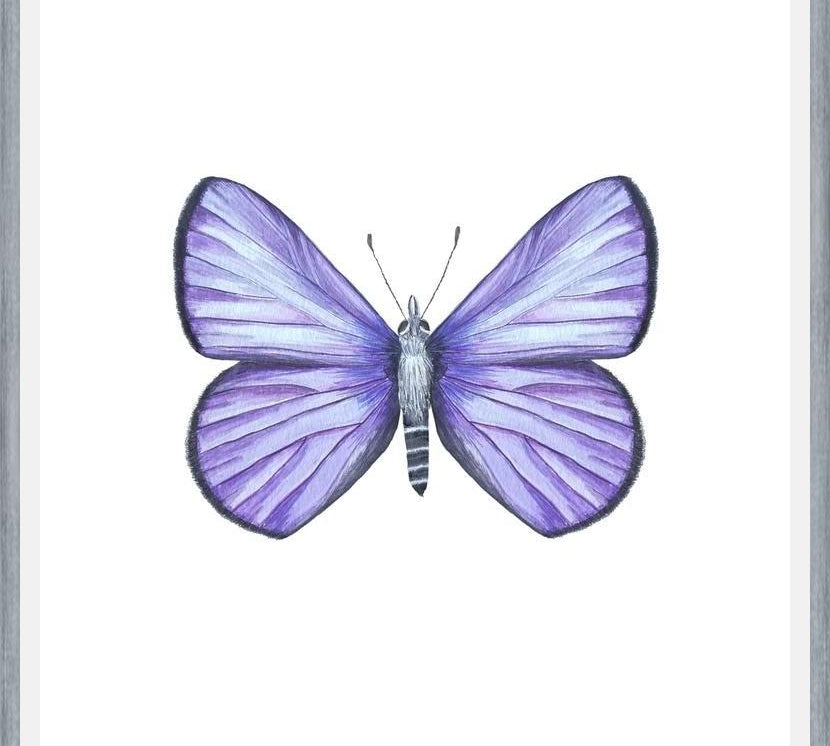 Cuadro Mariposa Licena del Tamarugal