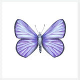 Cuadro Mariposa Licena del Tamarugal