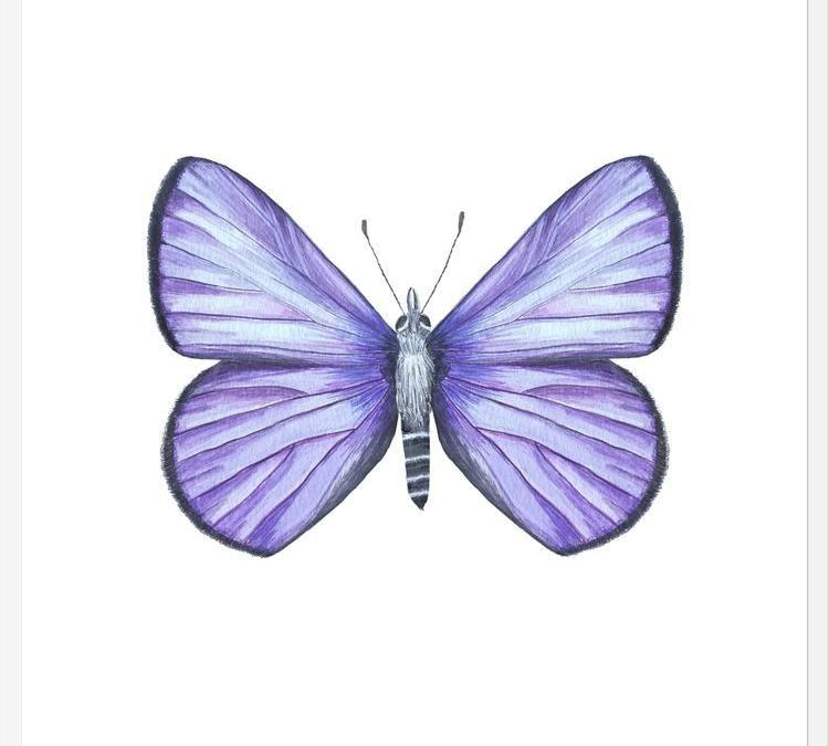 Cuadro Mariposa Licena del Tamarugal