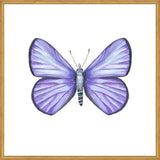 Cuadro Mariposa Licena del Tamarugal