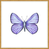 Cuadro Mariposa Licena del Tamarugal