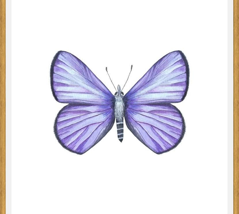 Cuadro Mariposa Licena del Tamarugal